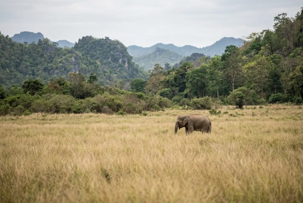 Asian elephant grazing freely in open grassland at a distance